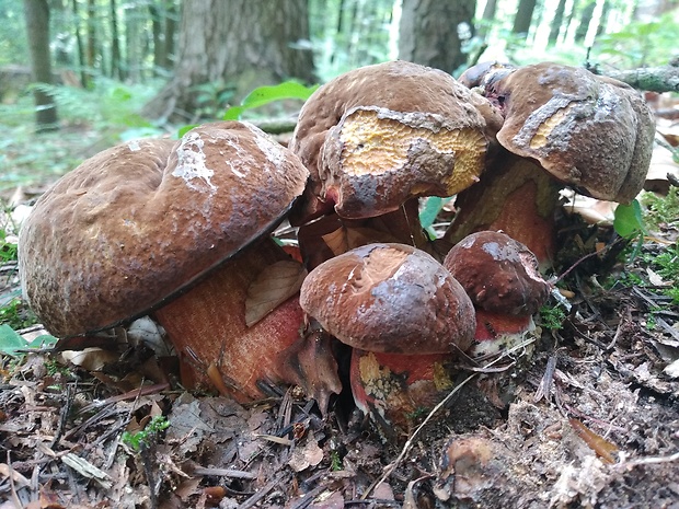 hríb zrnitohlúbikový Sutorius luridiformis (Rostk.) G. Wu & Zhu L. Yang