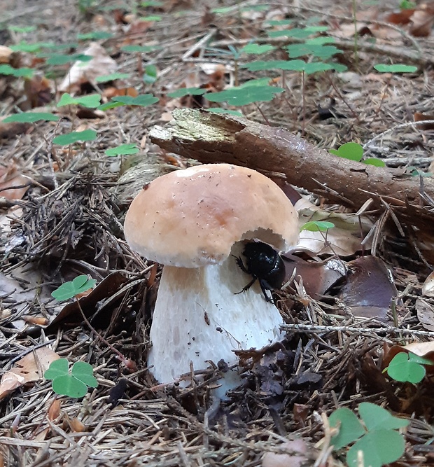 hríb smrekový Boletus edulis Bull.