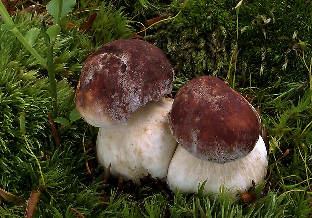 hríb sosnový Boletus pinophilus Pil. et Dermek in Pil.