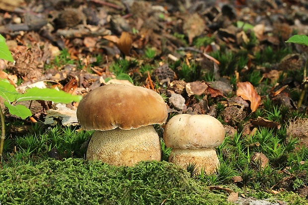 hríb dubový Boletus reticulatus Schaeff.