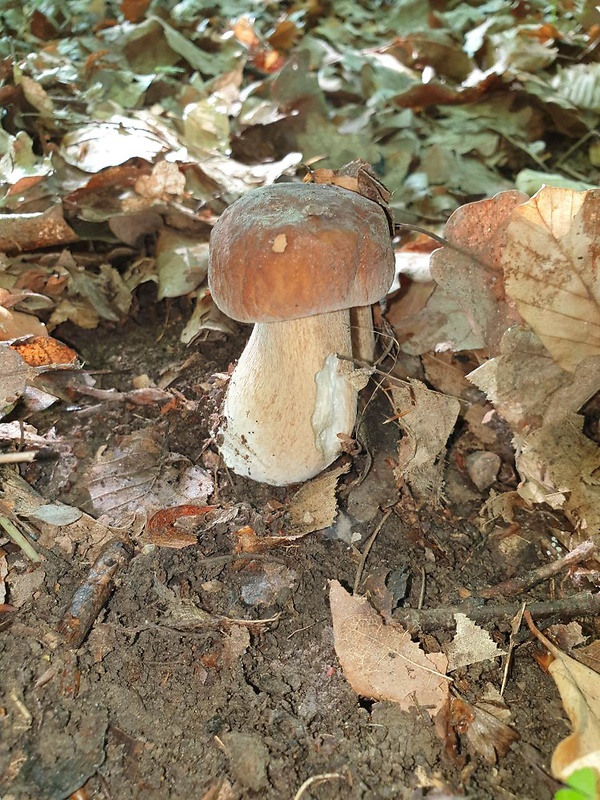 hríb dubový Boletus reticulatus Schaeff.