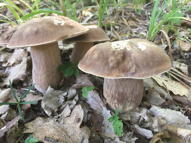 hríb dubový Boletus reticulatus Schaeff.