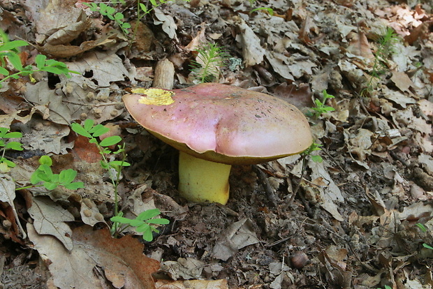 hríb kráľovský Butyriboletus regius (Krombh.) D. Arora & J.L. Frank