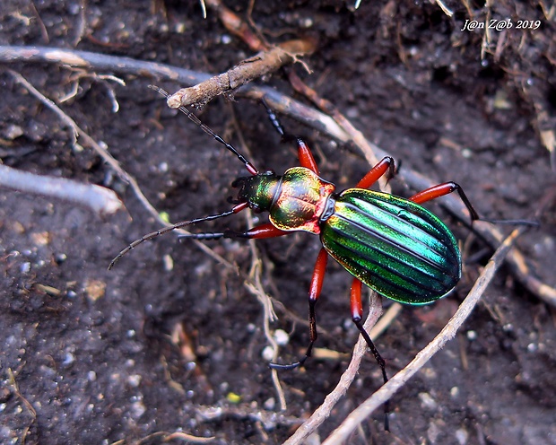 bystruška zlatá Carabus auronitens