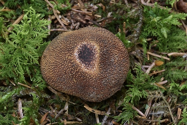 srnka ježatá Elaphomyces muricatus Fr.