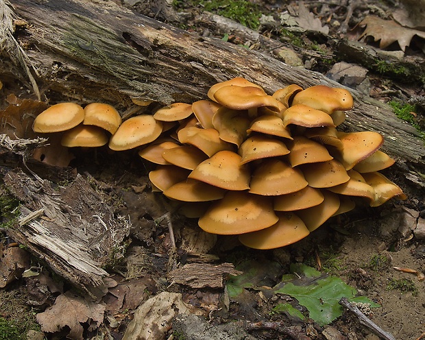 šupinačka menlivá Kuehneromyces mutabilis (Schaeff.) Singer & A.H. Sm.