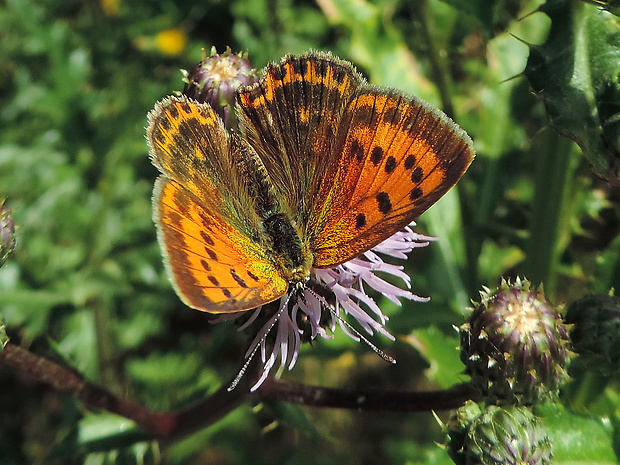 ohniváčik zlatobyľový / ohniváček celíkový ♀ Lycaena virgaureae Linnaeus, 1758