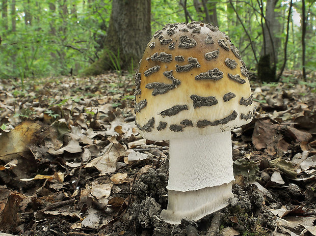 muchotrávka chrastavá Amanita ceciliae (Berk. & Broome) Bas