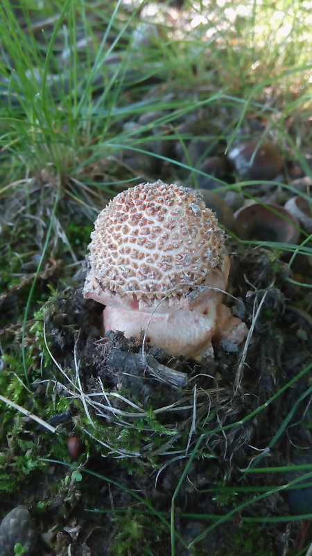 muchotrávka červenkastá Amanita rubescens Pers.