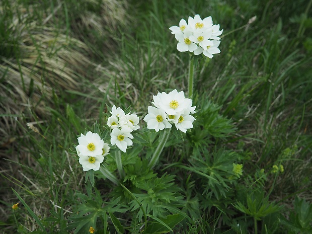 veternica narcisokvetá Anemone narcissiflora L.