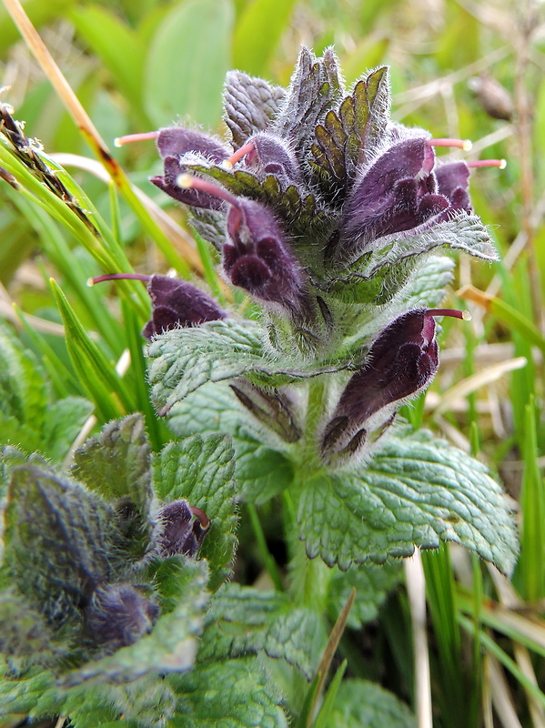 bartsia alpínska Bartsia alpina L.