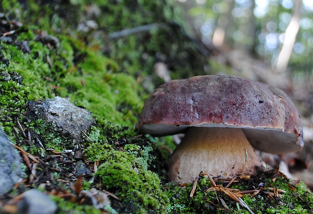 hríb sosnový Boletus pinophilus Pil. et Dermek in Pil.