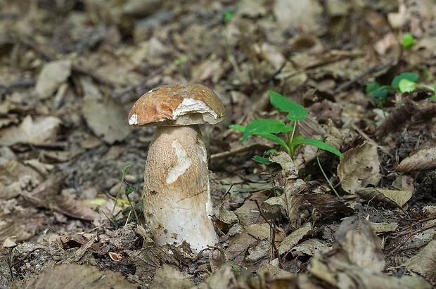 hríb dubový Boletus reticulatus Schaeff.