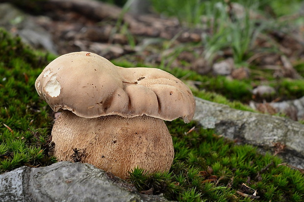 hríb dubový Boletus reticulatus Schaeff.