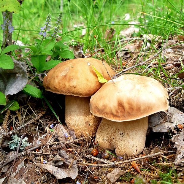 hríb dubový Boletus reticulatus Schaeff.