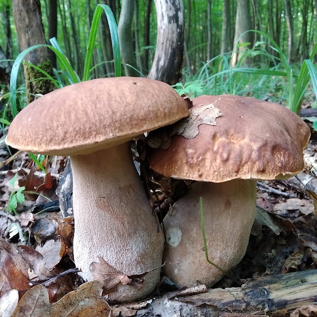 hríb dubový Boletus reticulatus Schaeff.