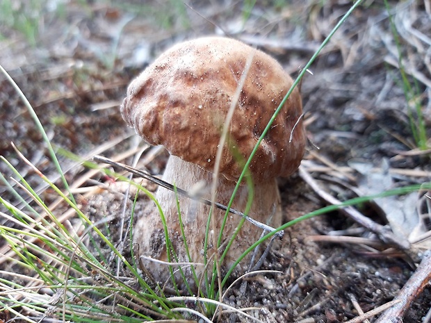 hríb dubový Boletus reticulatus Schaeff.