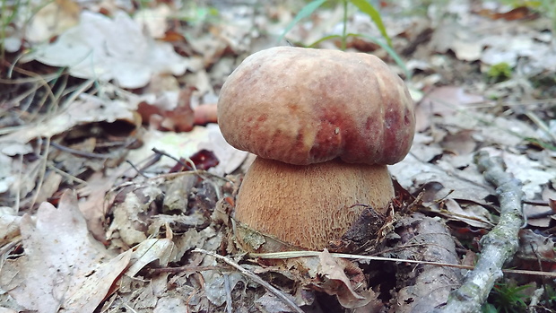 hríb dubový Boletus reticulatus Schaeff.