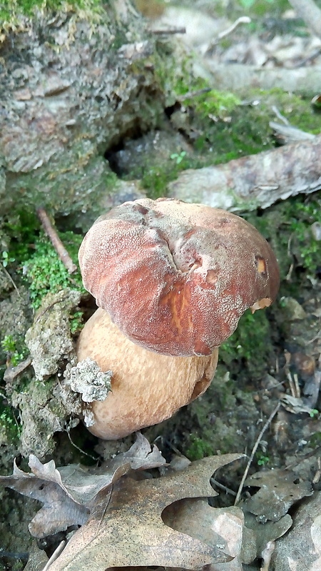 hríb dubový Boletus reticulatus Schaeff.