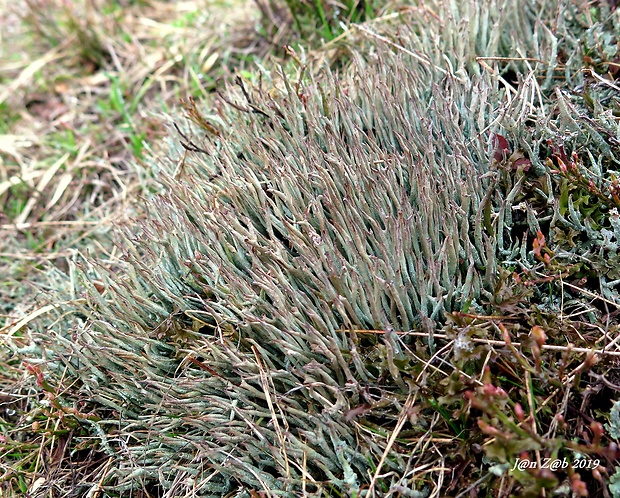 dutohlávka štíhla Cladonia gracilis (L.) Willd.