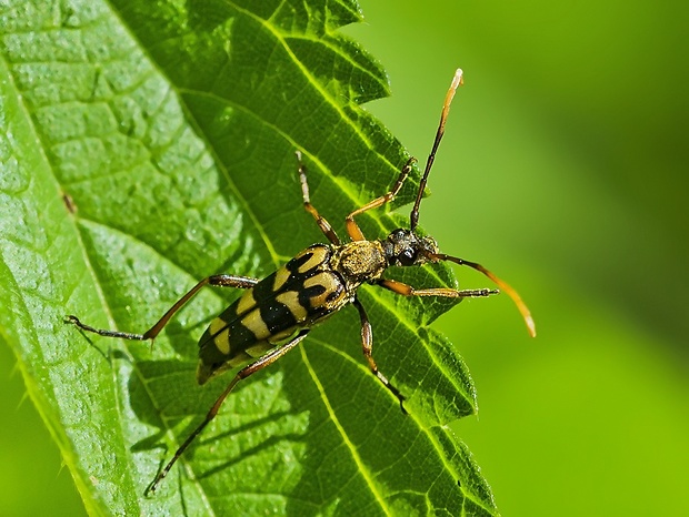 fuzáč Leptura annularis