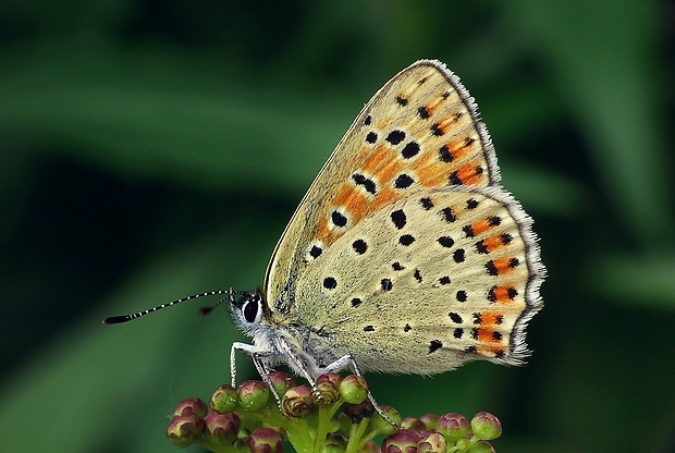 ohniváčik čiernoškvrnný (sk) / ohniváček černoskvrnný (cz) Lycaena tityrus Poda, 1761