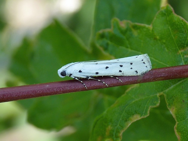 vijačka štetková Myelois circumvoluta