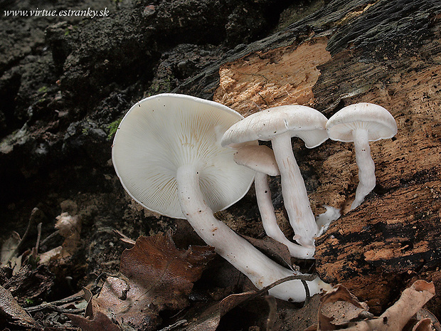 strmuľkovec drevný Ossicaulis lignatilis (Pers.) Redhead & Ginns