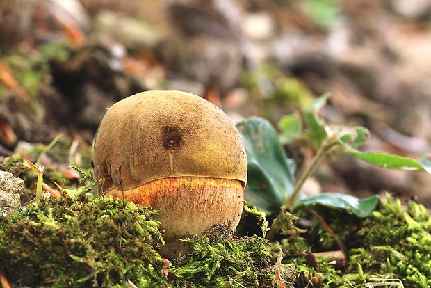 hríb zrnitohlúbikový Sutorius luridiformis (Rostk.) G. Wu & Zhu L. Yang