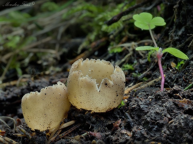 tarzeta Tarzetta sp.