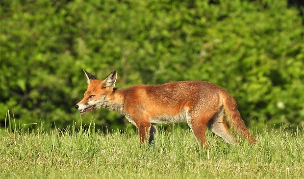 líška obyčajná Vulpes vulpes