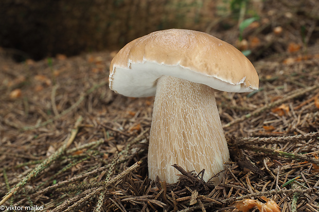 hríb smrekový Boletus edulis Bull.