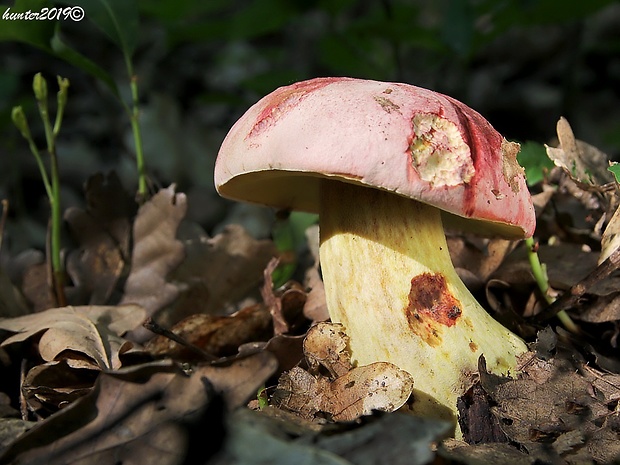 hríb kráľovský Butyriboletus regius (Krombh.) D. Arora & J.L. Frank