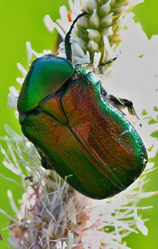 zlatoň obyčajný Cetonia aurata