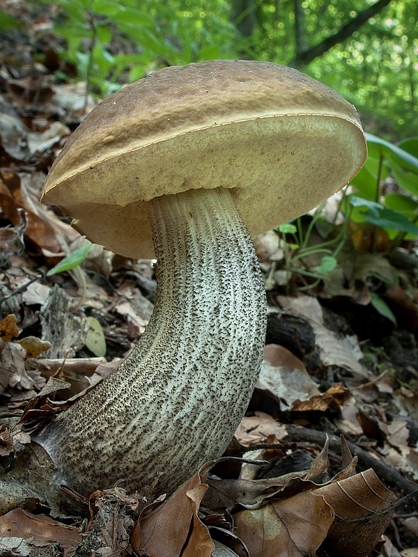 kozák hrabový Leccinum pseudoscabrum (Kallenb.) Šutara