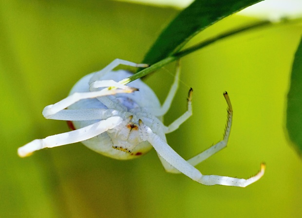 kvetárik dvojtvarý Misumena vatia