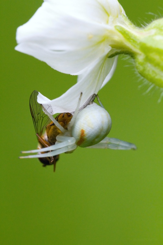 kvetárik dvojtvarý Misumena vatia