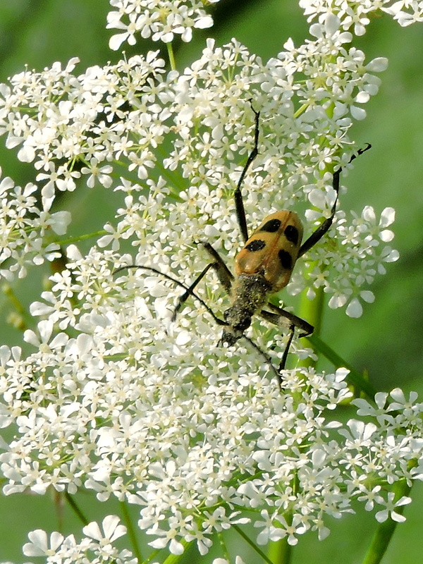 fuzáč štvorškvrnný  Pachyta quadrimaculata