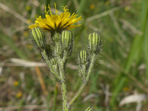 chlpánik Pilosella auriculoides (Láng) F.W. Schultz