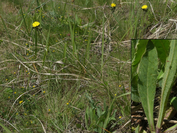 chlpánik Pilosella auriculoides (Láng) F.W. Schultz