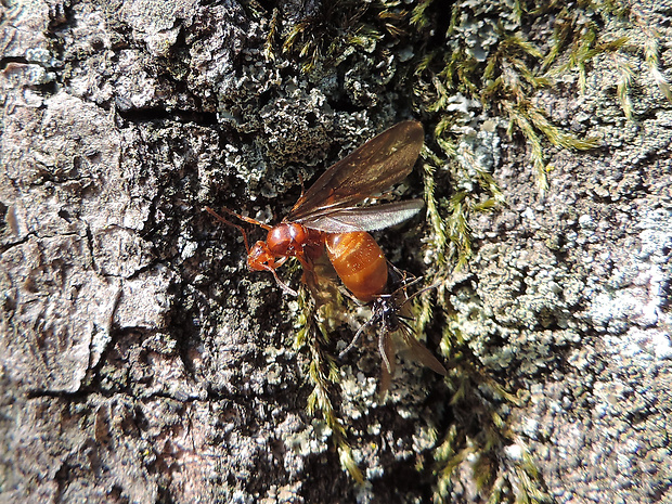 mravec otrokársky / mravenec otrokářský Polyergus rufescens  Latreille, 1798