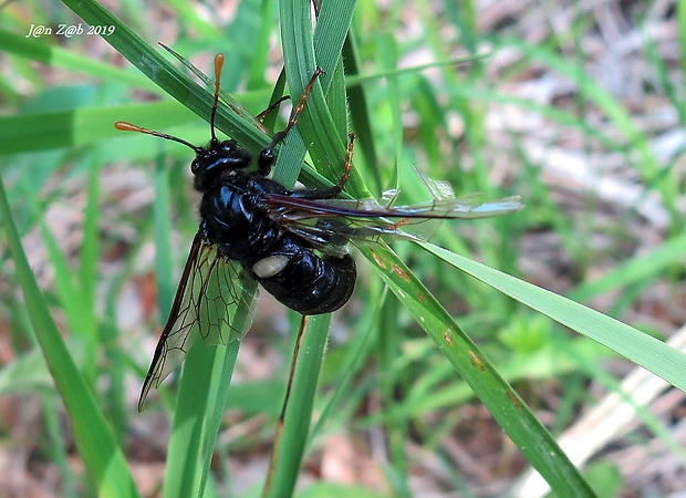 kyjačka brezová  Cimbex femoratus  (Linnaeus, 1758)