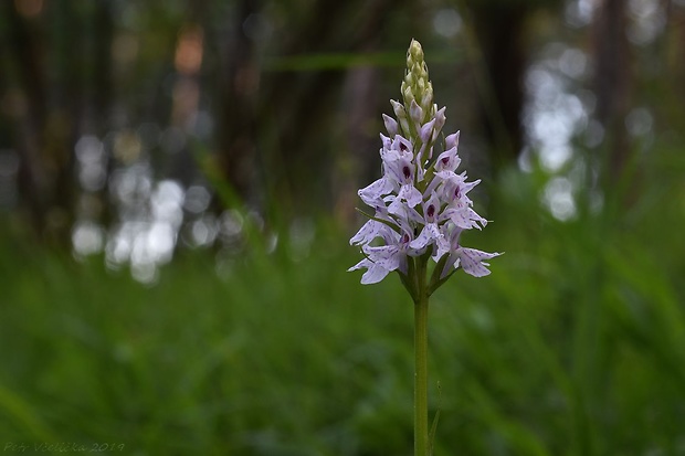 vstavačovec fuchsov pravý Dactylorhiza fuchsii subsp. fuchsii (Druce) Soó