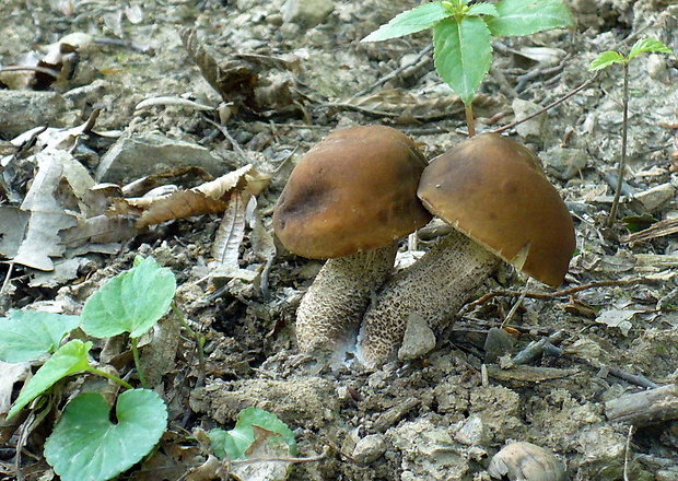 kozák hrabový Leccinum pseudoscabrum (Kallenb.) Šutara