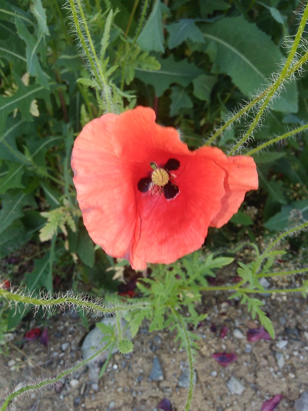 mak vlčí Papaver rhoeas L.