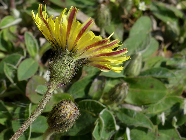 chlpánik obyčajný Pilosella officinarum F. W. Schultz et Sch. Bip.