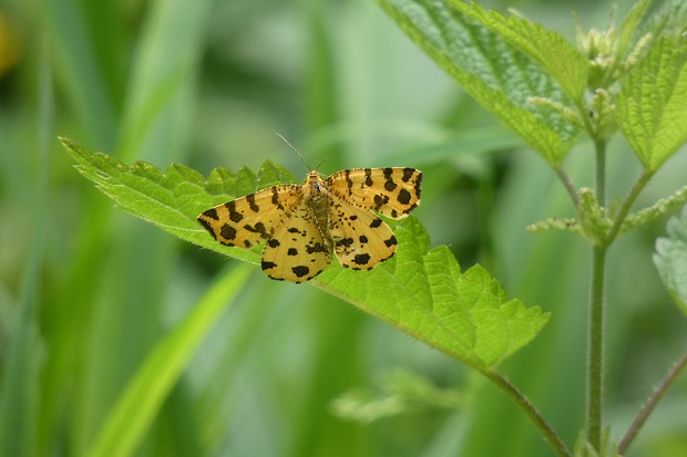 listnatka hluchavková Pseudopanthera macularia