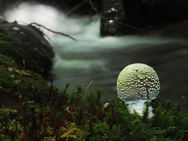 muchotrávka hrubá Amanita excelsa (Fr.) Bertill.