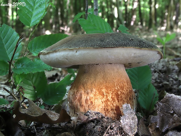 hríb bronzový Boletus aereus Bull. ex Fr.