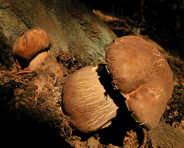 hríb dubový Boletus reticulatus Schaeff.